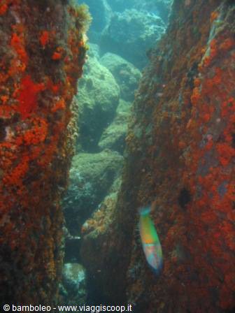 Turquoise fish swims between underwater rocks covered with orange sponges