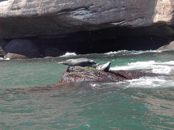 the monk seals