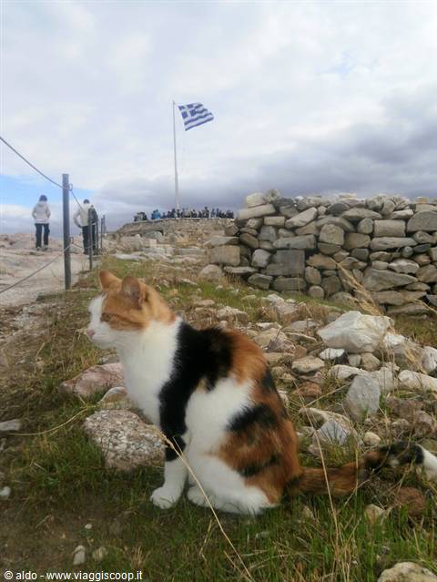 The cats of the Acropolis