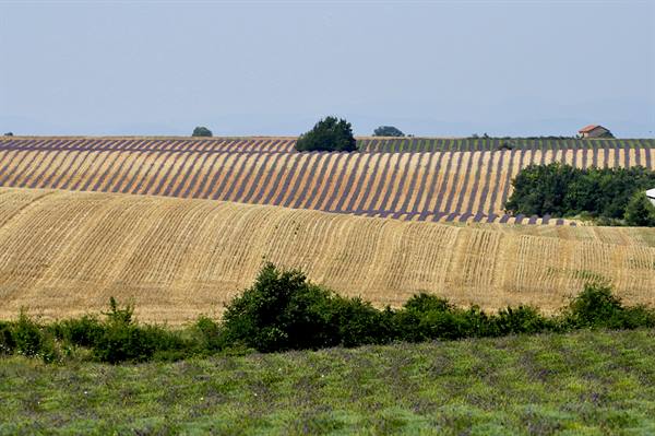 Valensole, lavender
