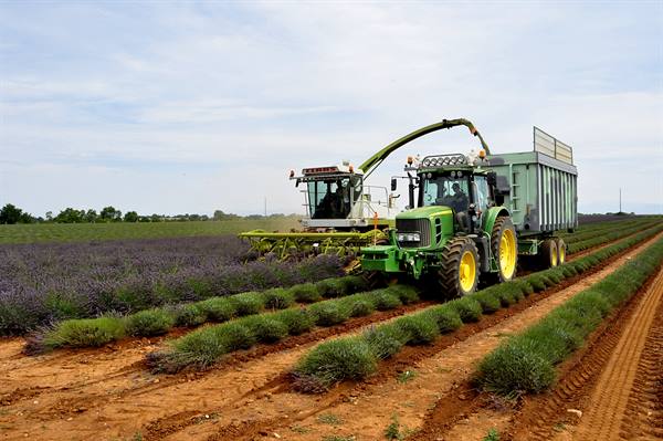 Valensole, lavender