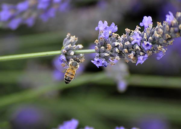 Valensole, lavender