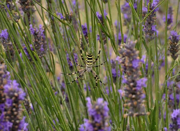 Valensole, lavender