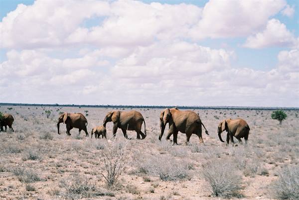elephant safari