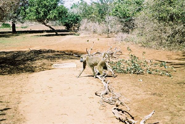Baboon in front of the lodge