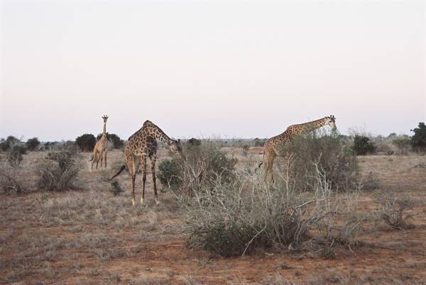 giraffes