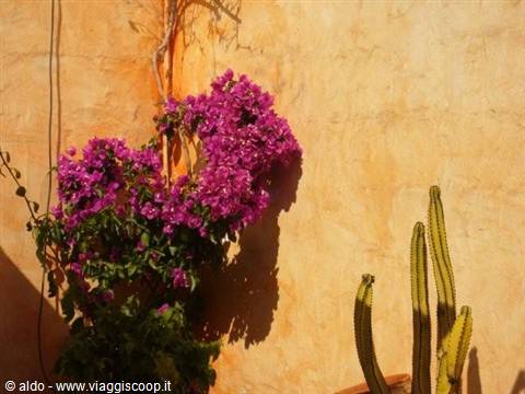 Fuchsia bougainvillea and cactus against ochre wall in bright sunlight