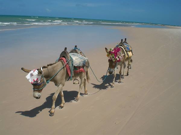 donkeys on the beach