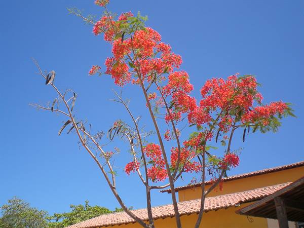 Flowers in Jeri