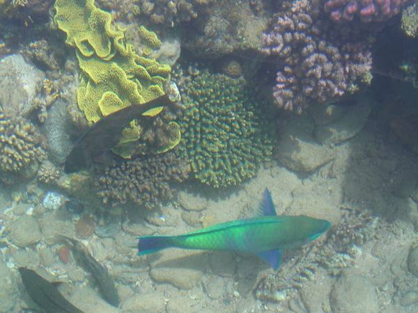Red Sea