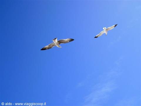 seagulls