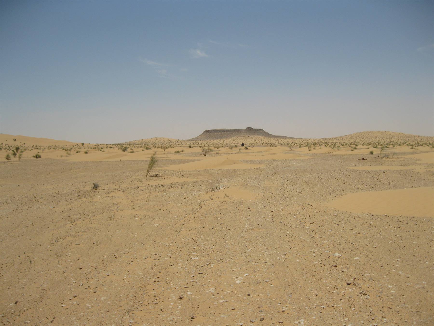 Scattered bushes on yellow sand in front of a rocky mesa