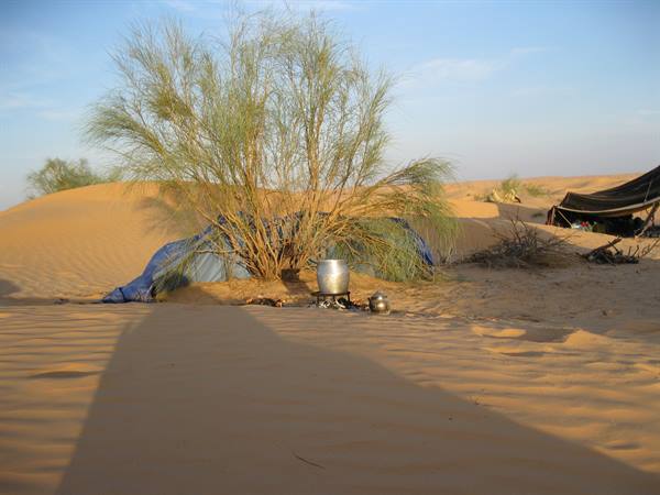 Blue tent under a desert bush among dunes, steel teapot on the sand