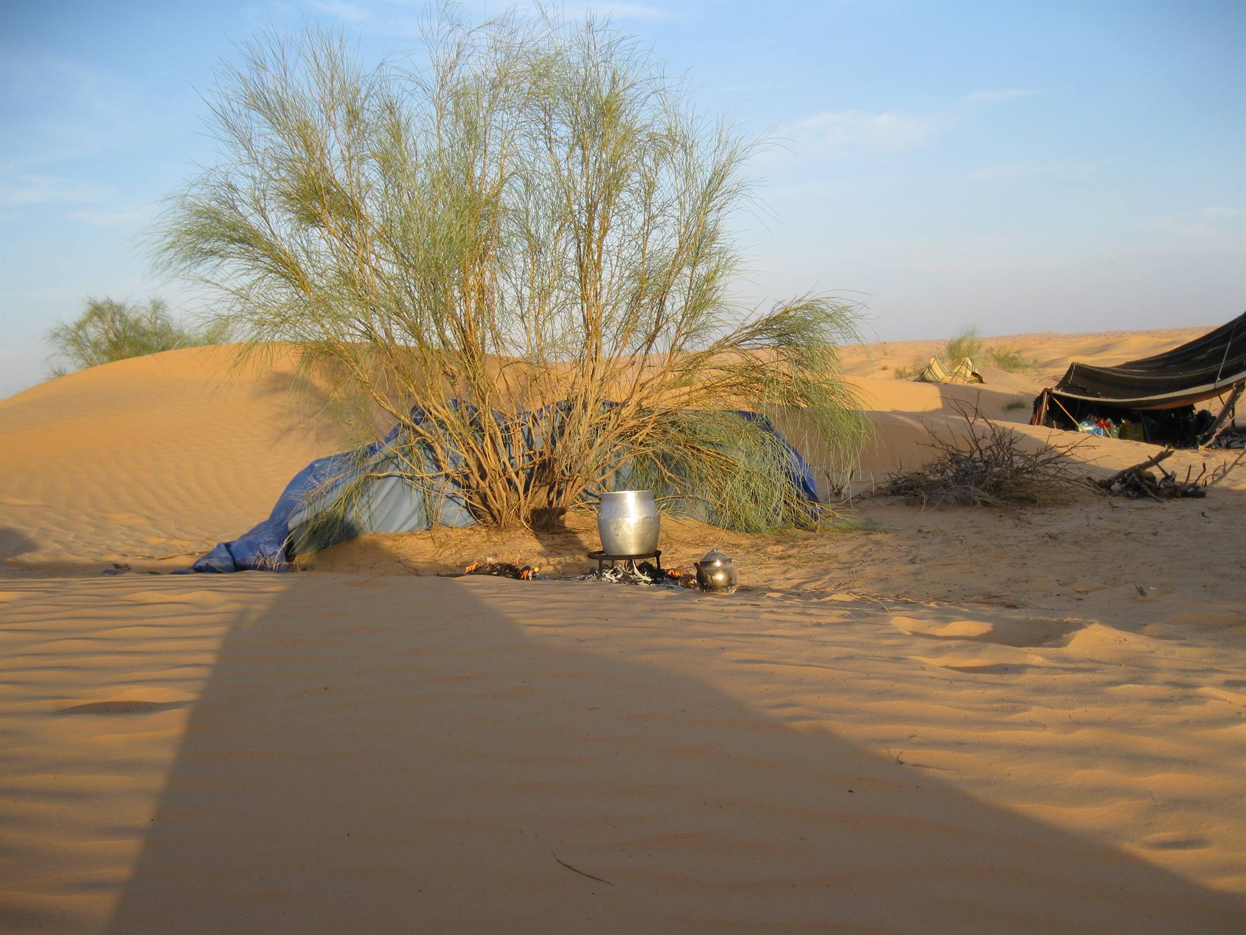 Blue tent under a desert bush among dunes, steel teapot on the sand