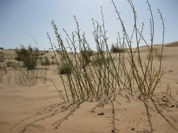 Thin green plants grow from sand dunes under bright sunlight