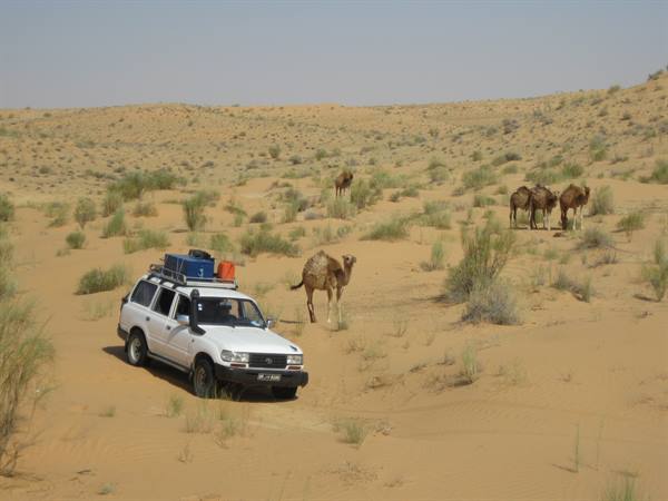 White loaded 4x4 driving among camels on sandy dunes with shrubs