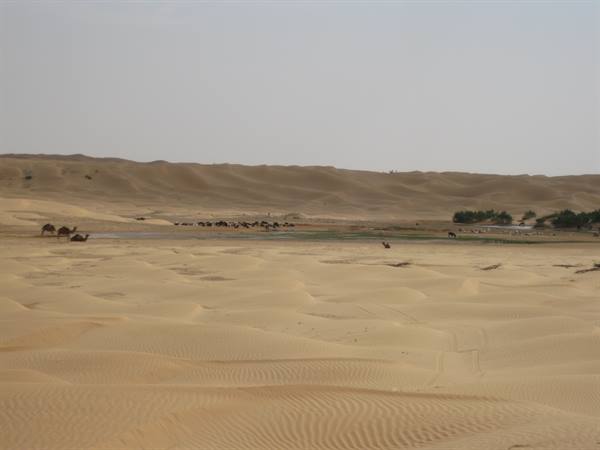 Camels and sand dunes in the Sahara desert