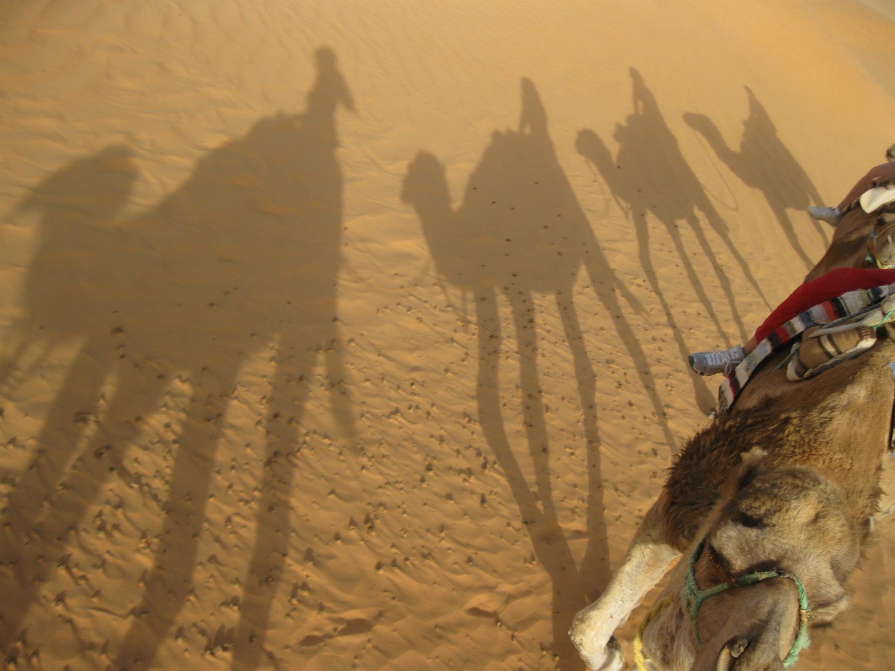 Camel shadows stretch across the sand of the caravan