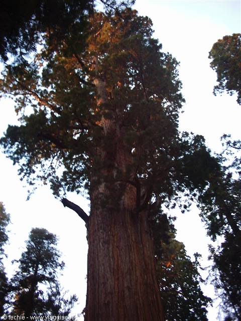 Sequoia NP - General Sherman