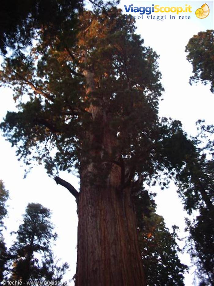 Sequoia NP - General Sherman
