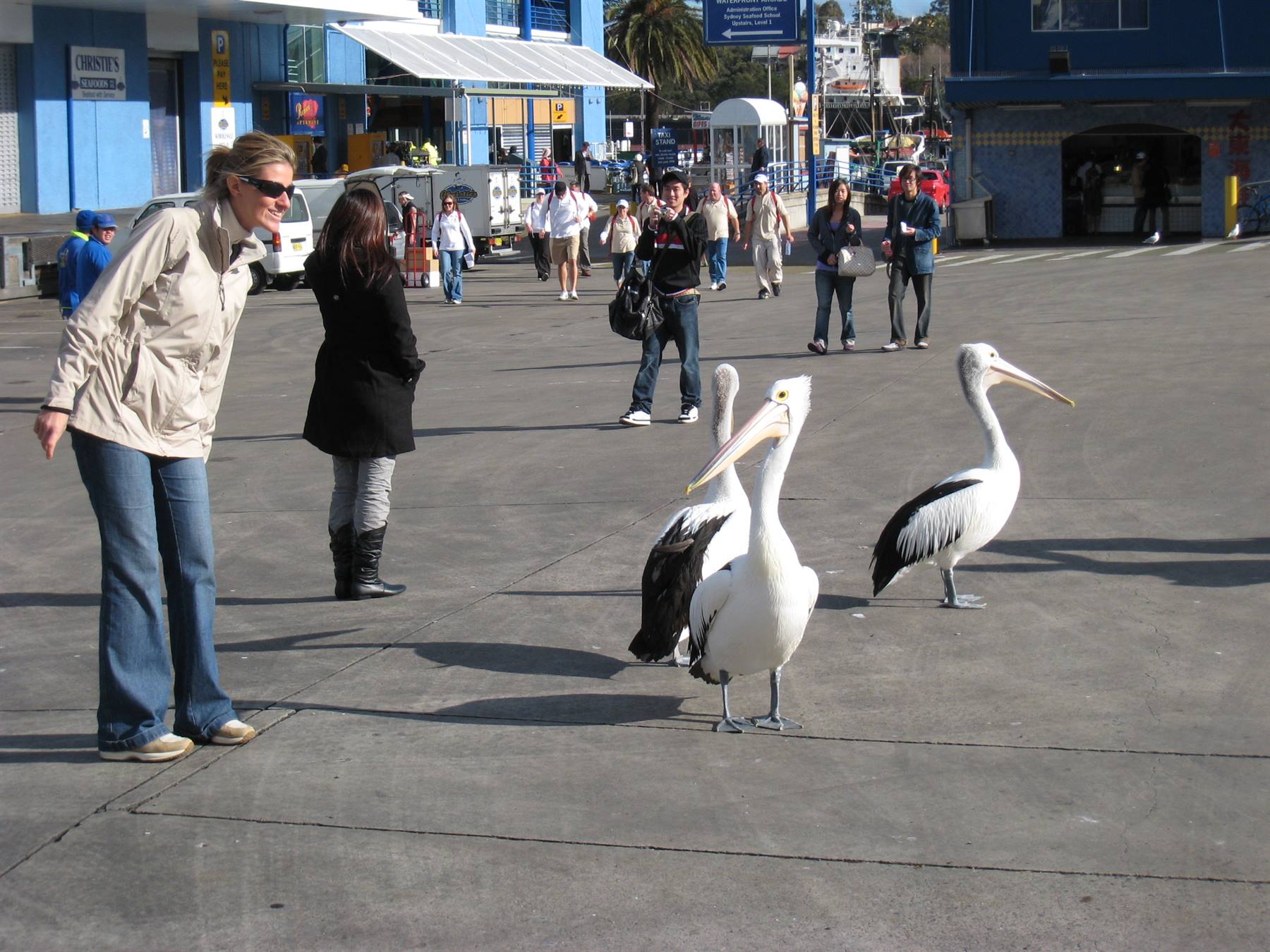 The fish market of Sydney