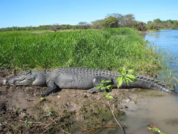 The crocodiles of Kakadu