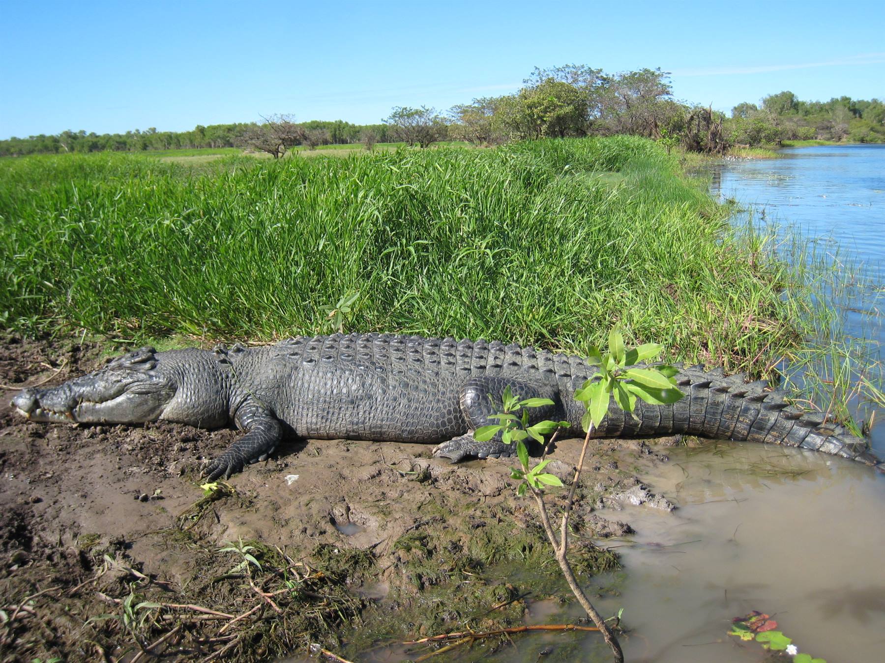 The crocodiles of Kakadu