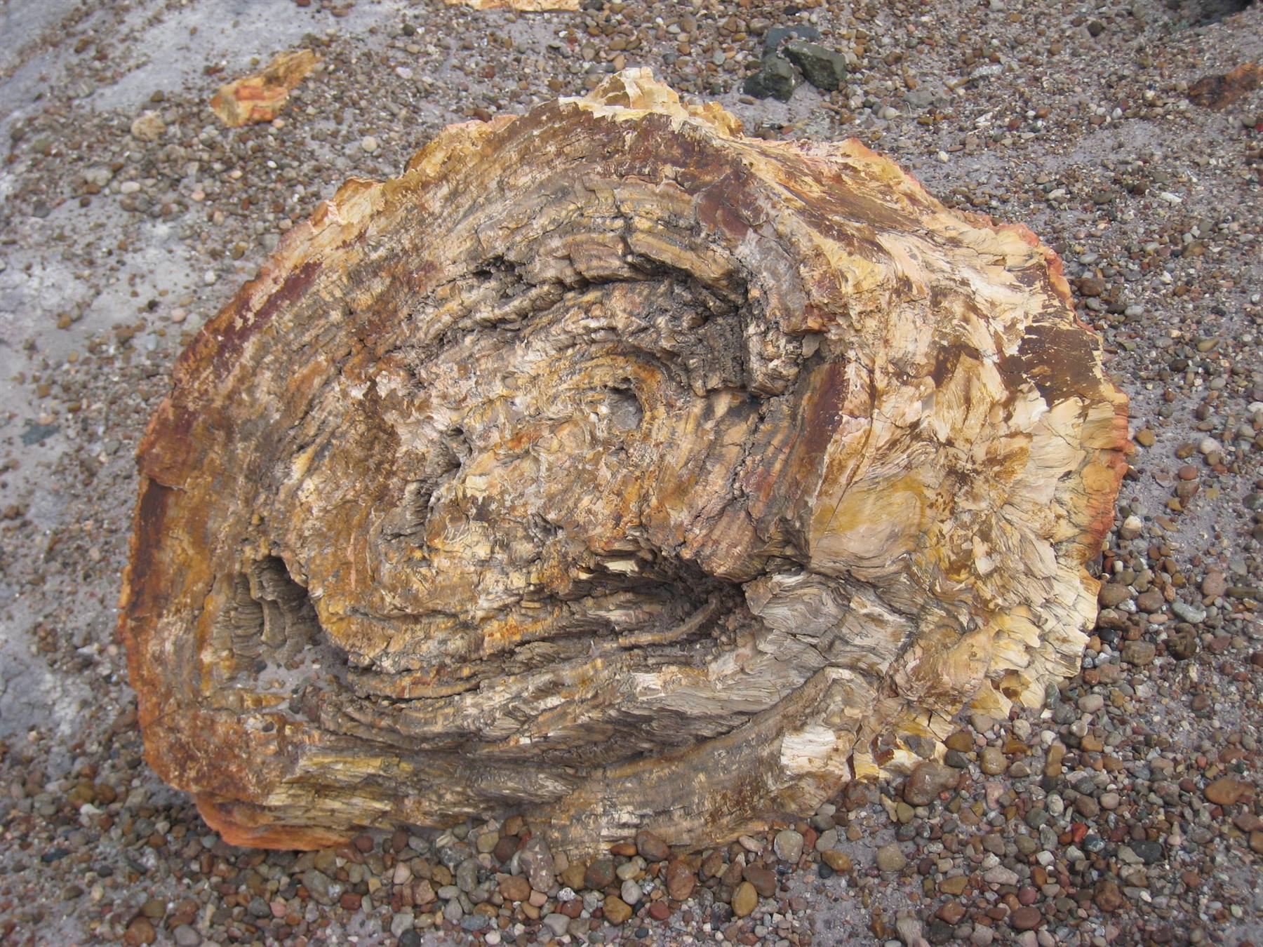 Petrified Forest