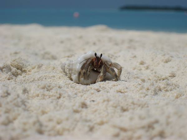 Local inhabitant