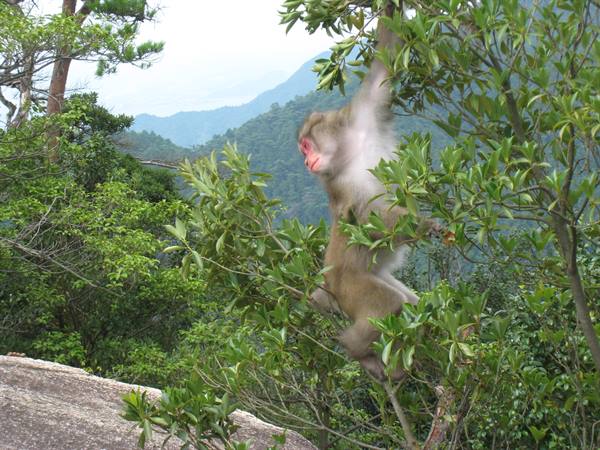 Miyashima - Wild monkeys