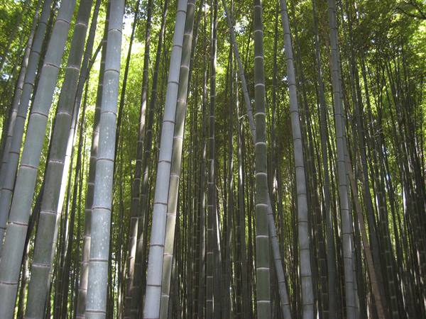 Kyoto - Bamboo forest