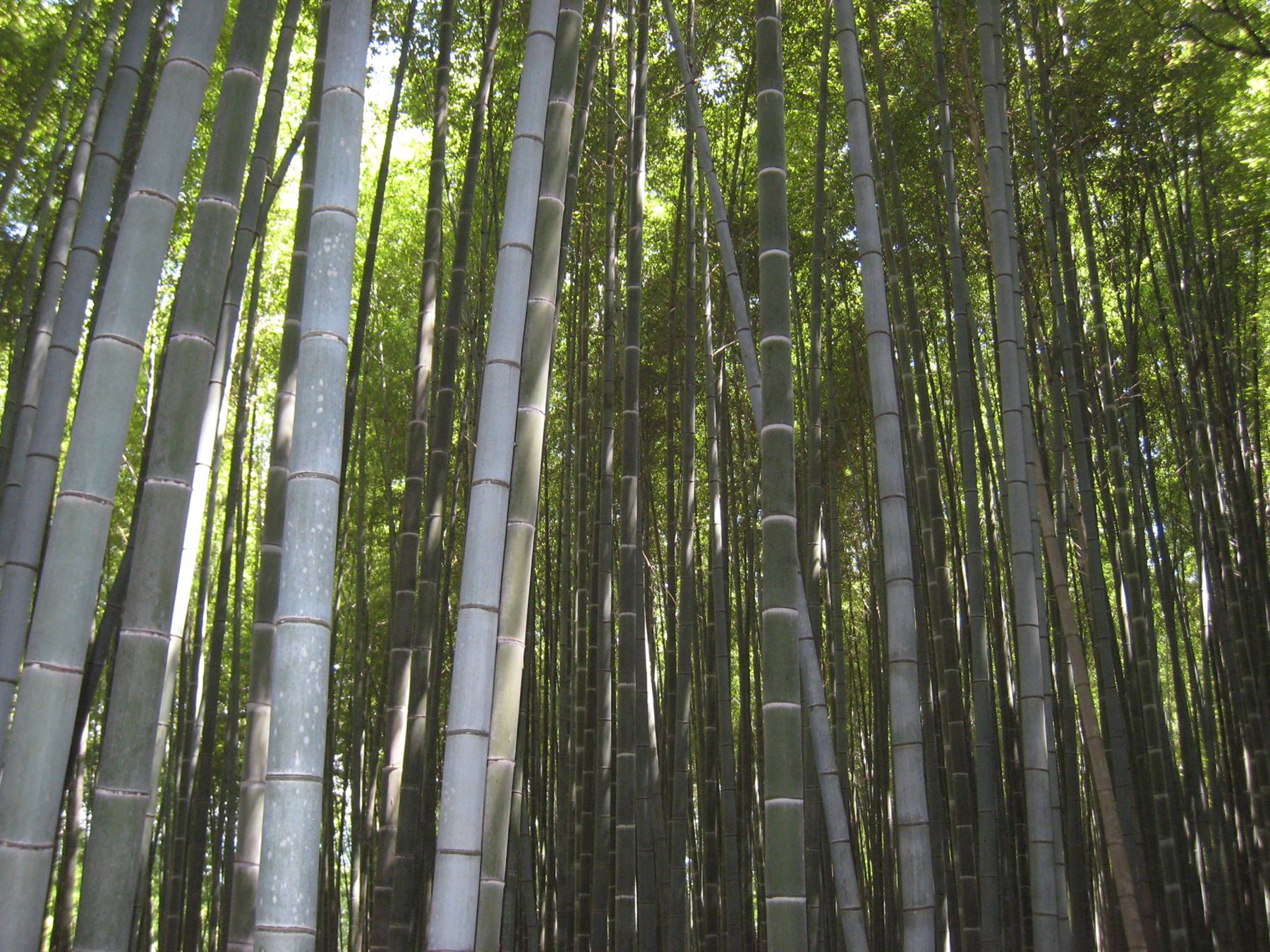 Kyoto - Bamboo forest