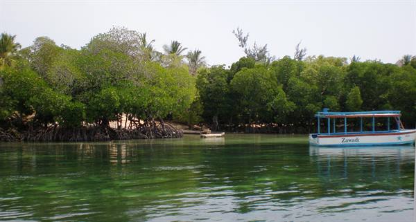 Mangroves in the Mida inlet