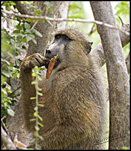 Tsavo Est - baboon