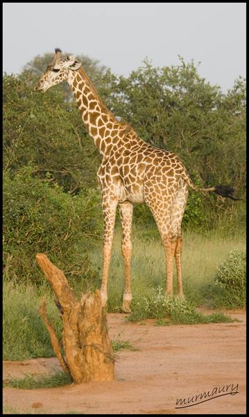 Tsavo Est - twiga