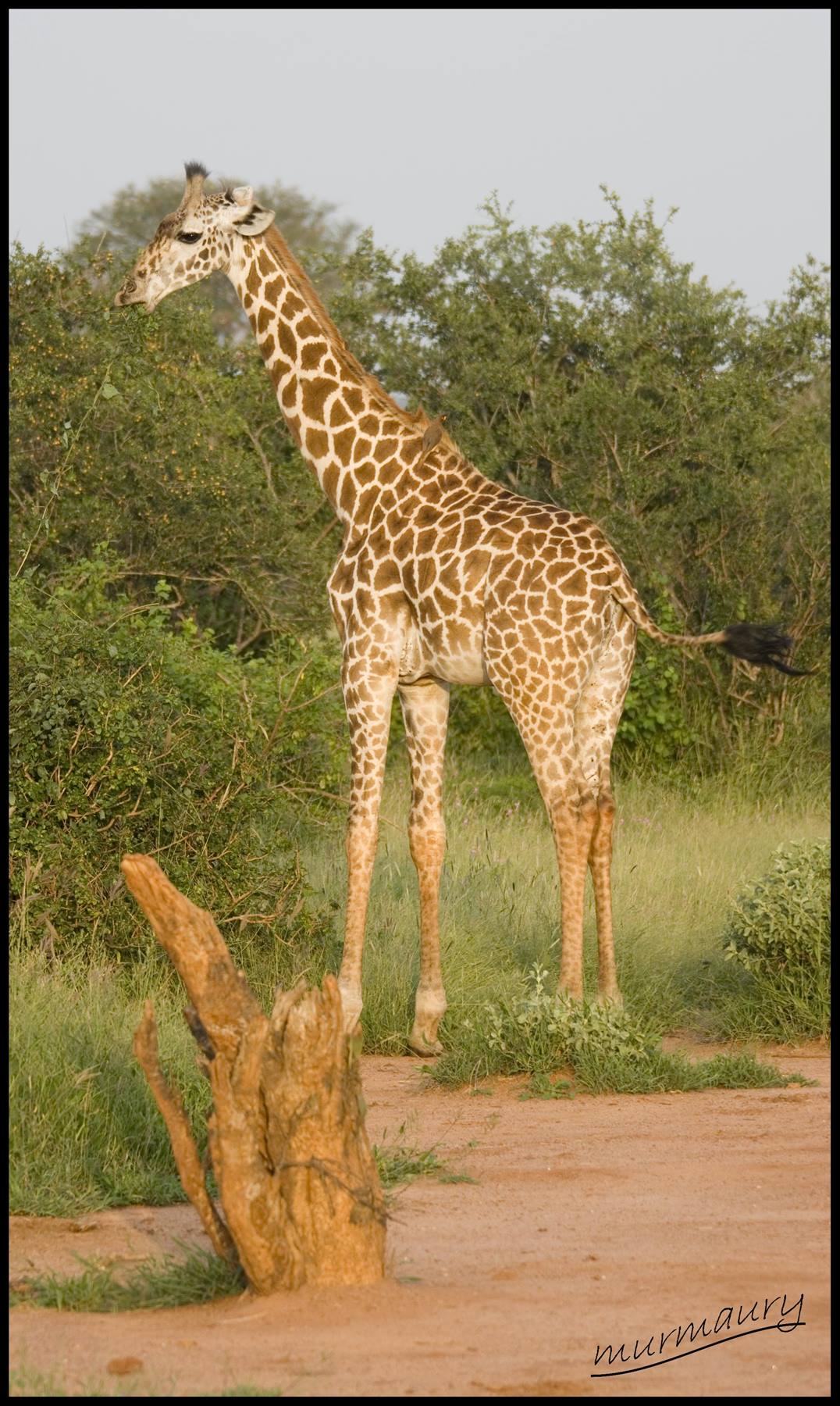 Tsavo Est - twiga