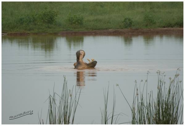 Tsavo Est - hippo