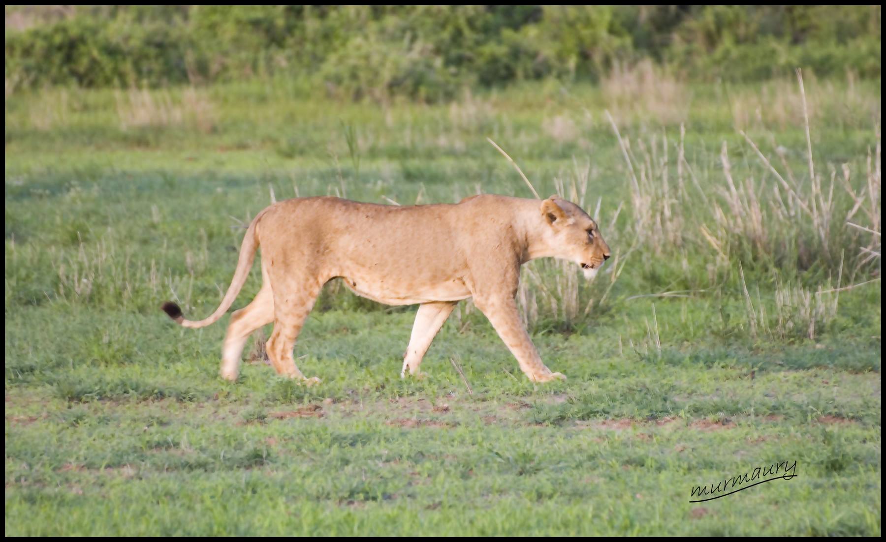 Amboseli - lioness