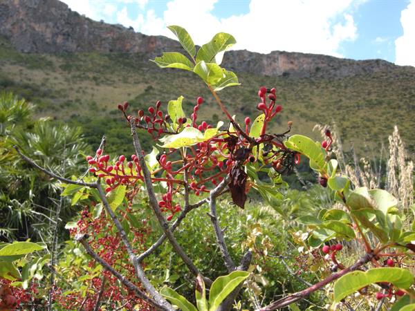 The Zingaro Reserve