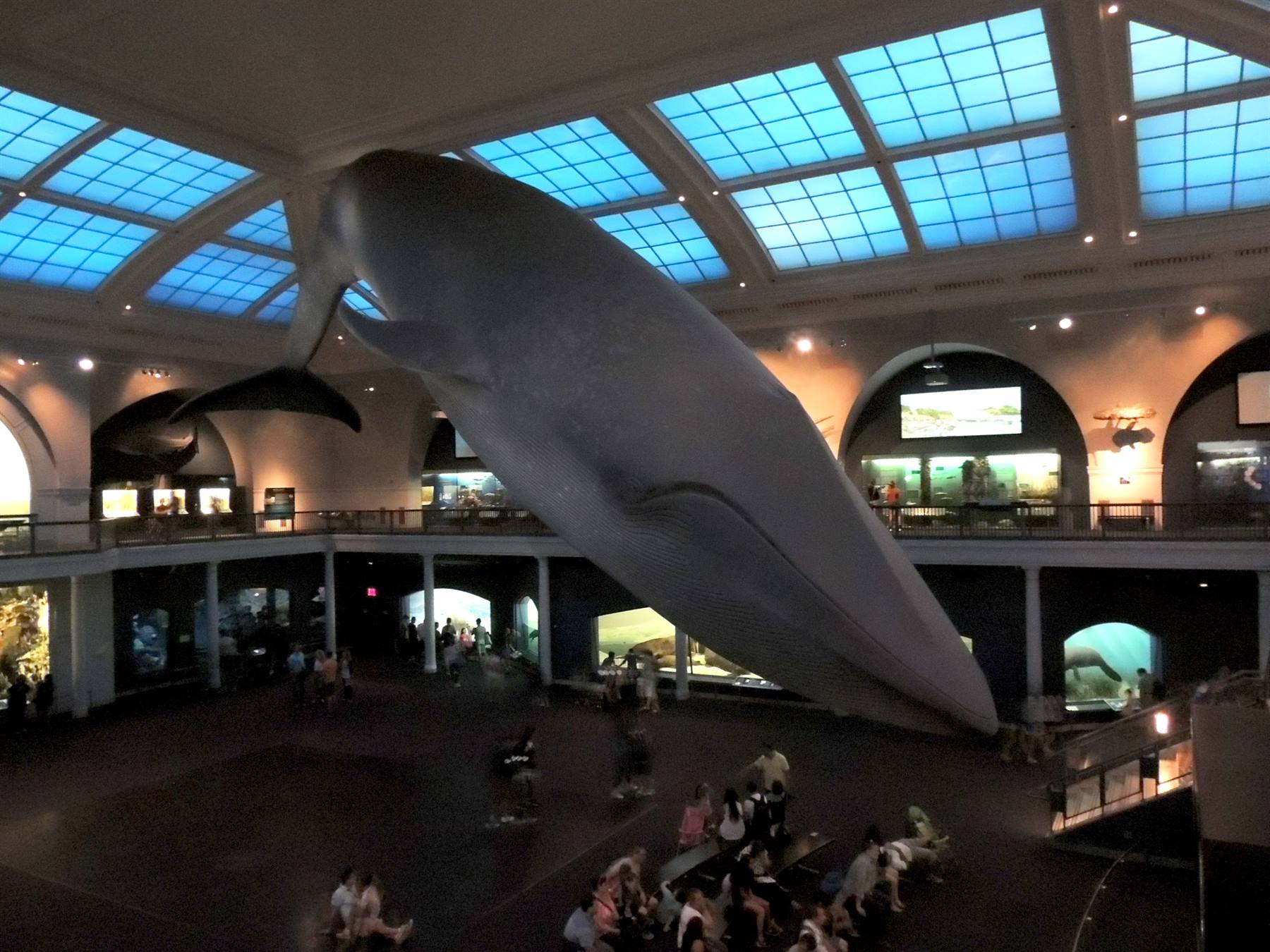 American Museum of Natural History