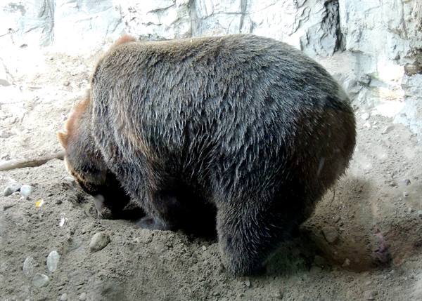 Central Park Zoo