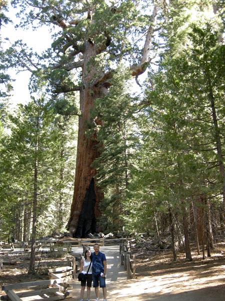 Yosemite National Park - Mariposa Grove - The Sequoias
