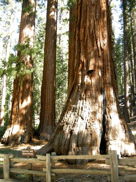 Yosemite National Park - Mariposa Grove - The Sequoias