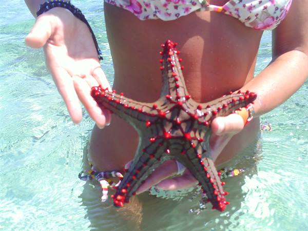 Girl in swimsuit holding a red knobby starfish in clear water