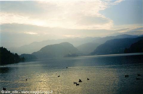 Ducks swim on Lake Bled among mountains and the island church