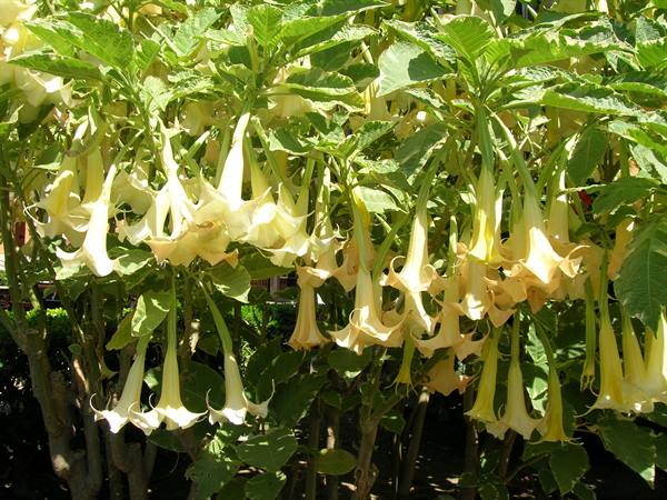 flora