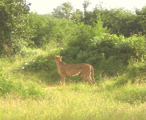 Cheetah in Tsavo East park