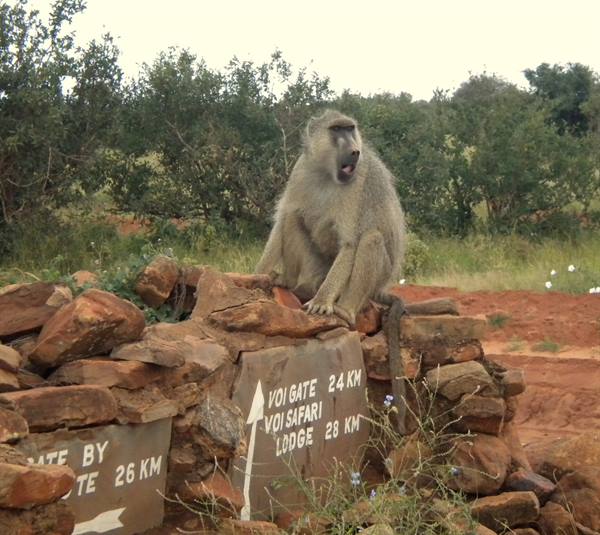 Baboon