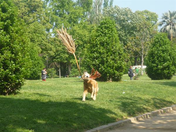 Golden retriever runs across park grass carrying a palm frond in its mouth