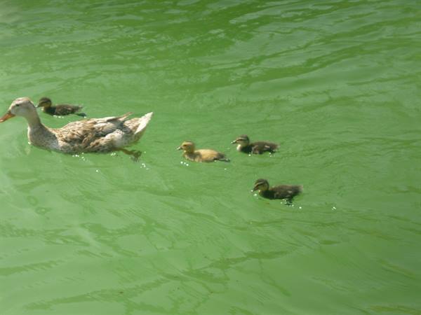 Mother duck swims with four ducklings on bright green water